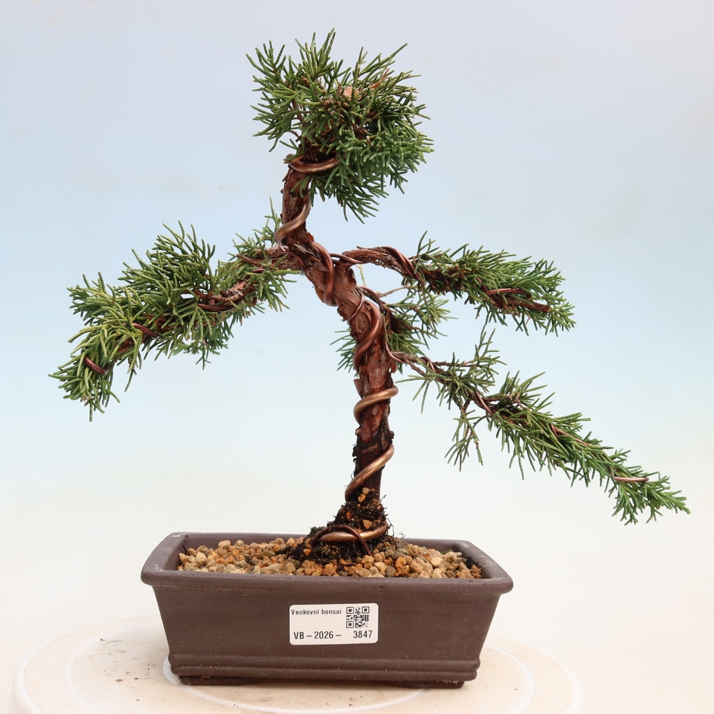 Venkovní bonsai - Juniperus chinensis Kishu -Jalovec čínský