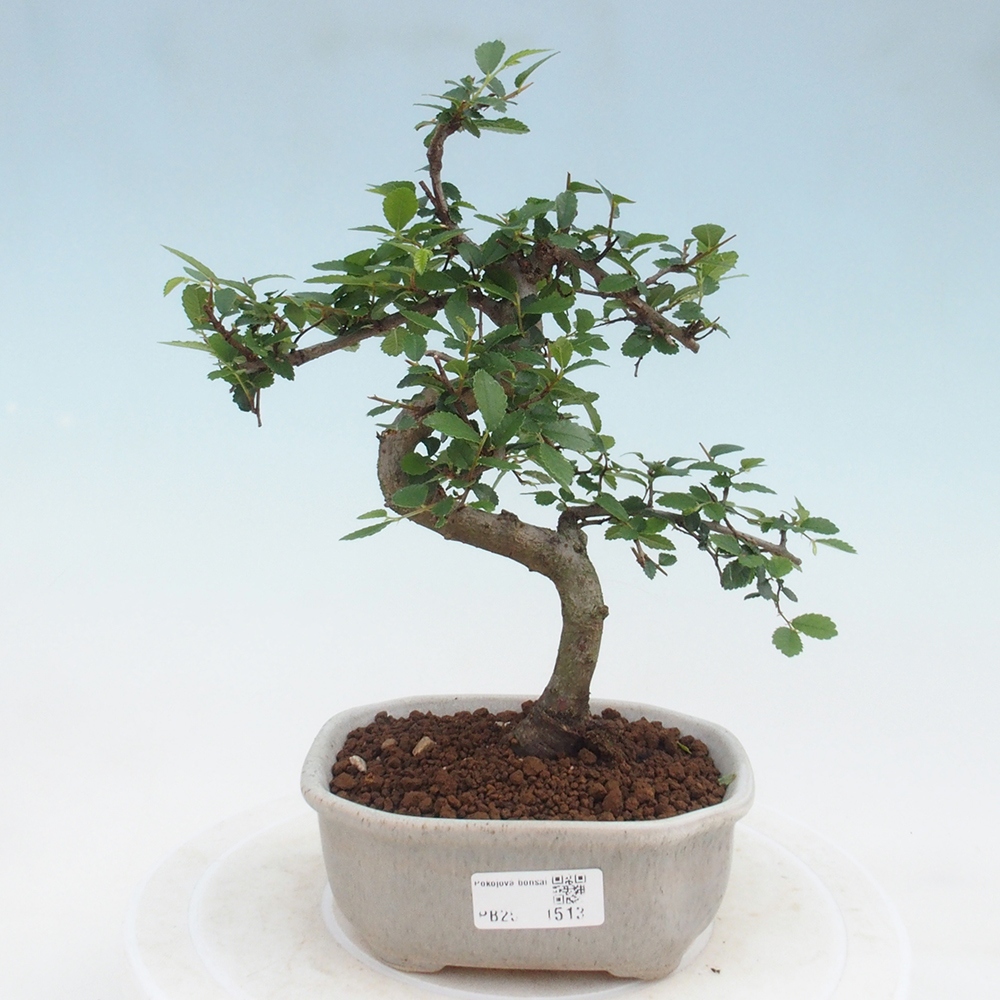 Pokojová bonsai-Malolistý jilm 