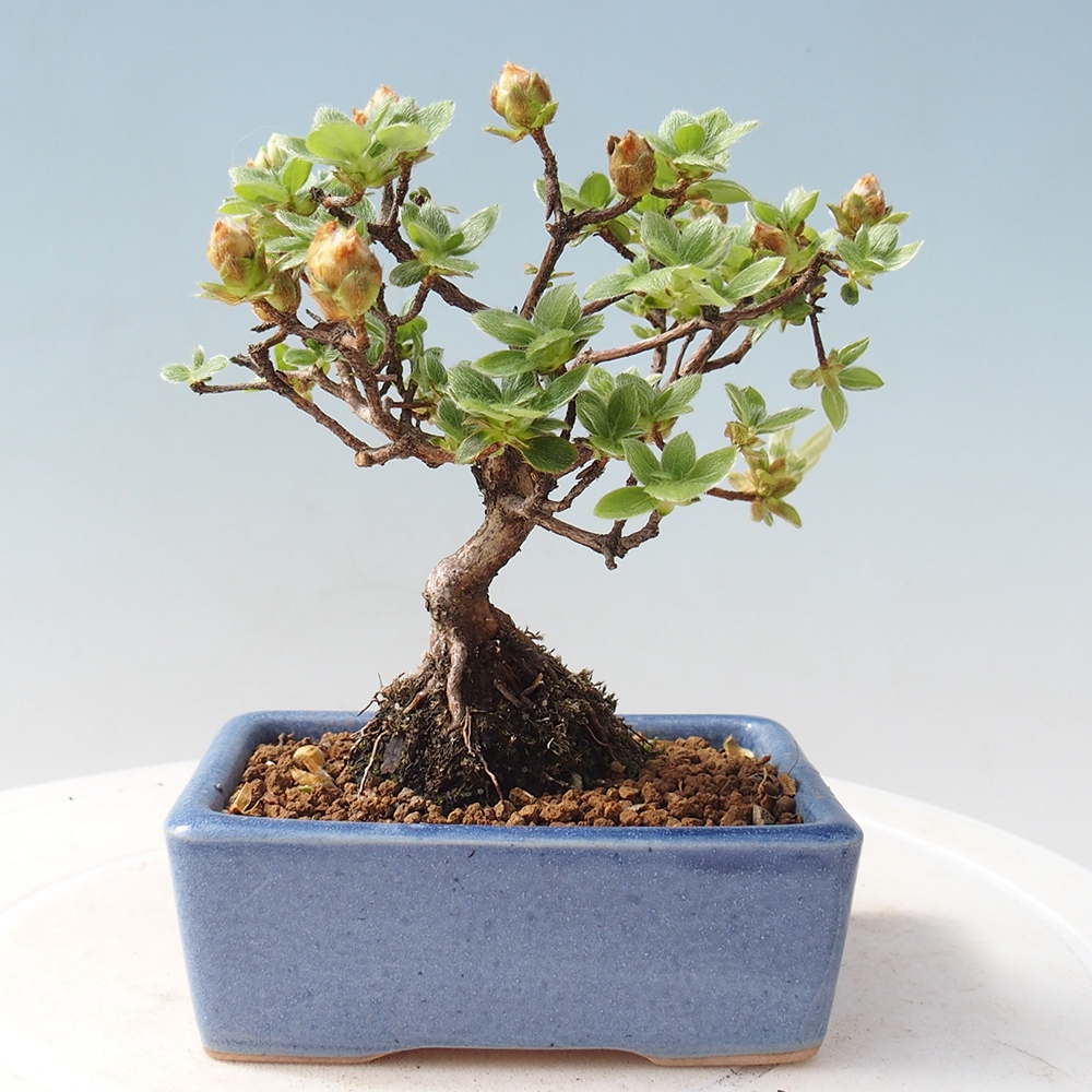 Venkovní bonsai - Rhododendron indicum - Japonská azalka