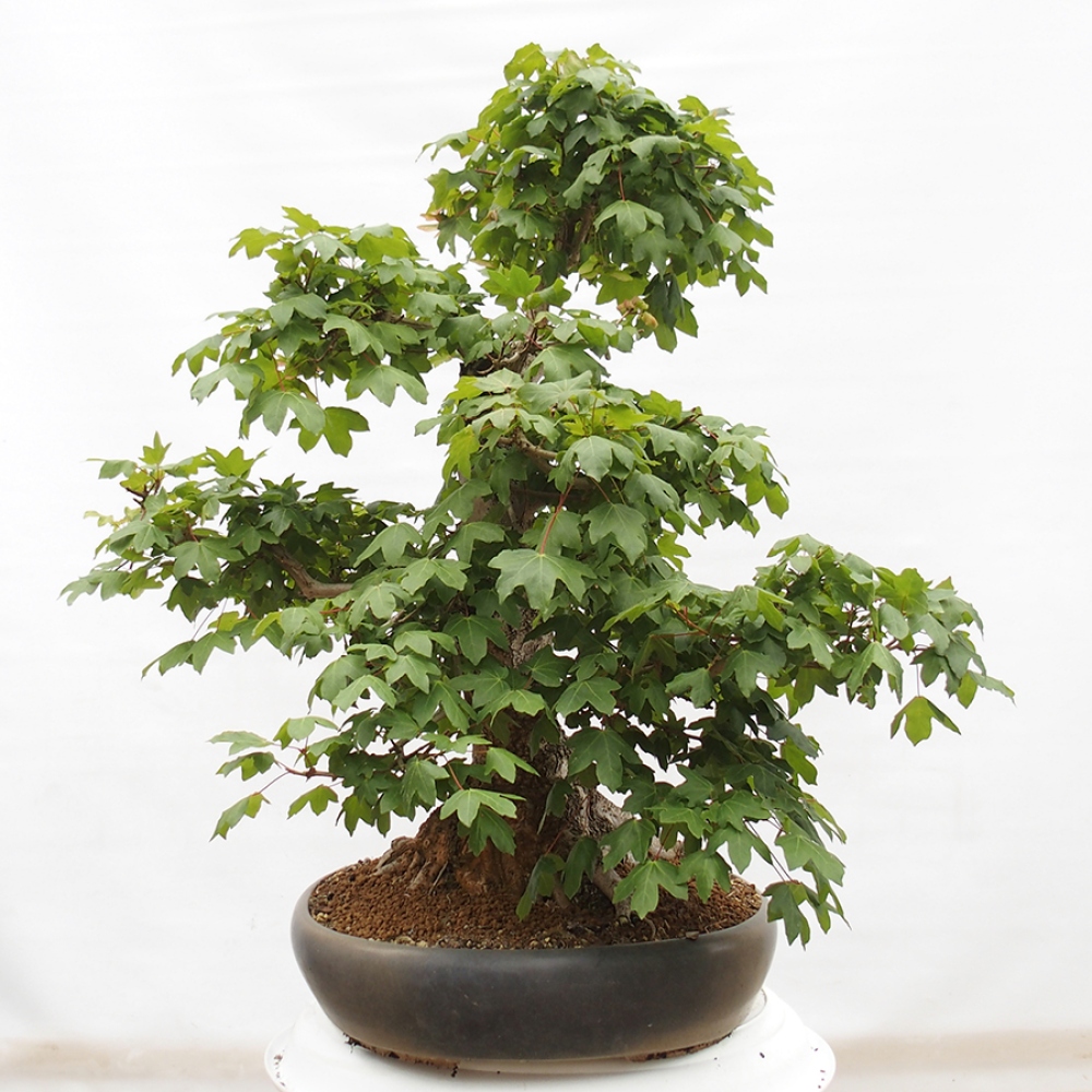 Venkovní bonsai -Javor babyka - Acer campestre