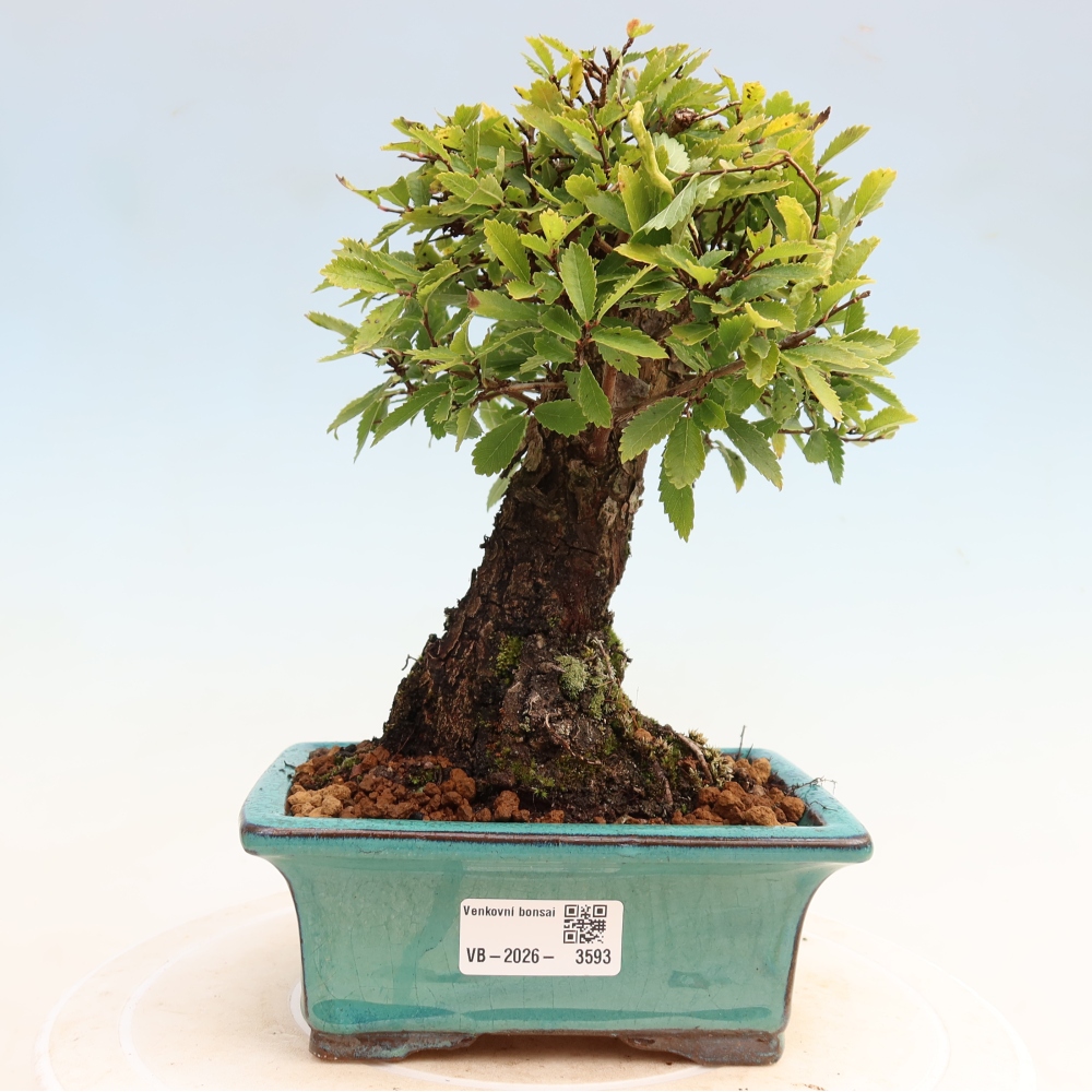 Venkovní bonsai - Zelkova - Zelkova NIRE