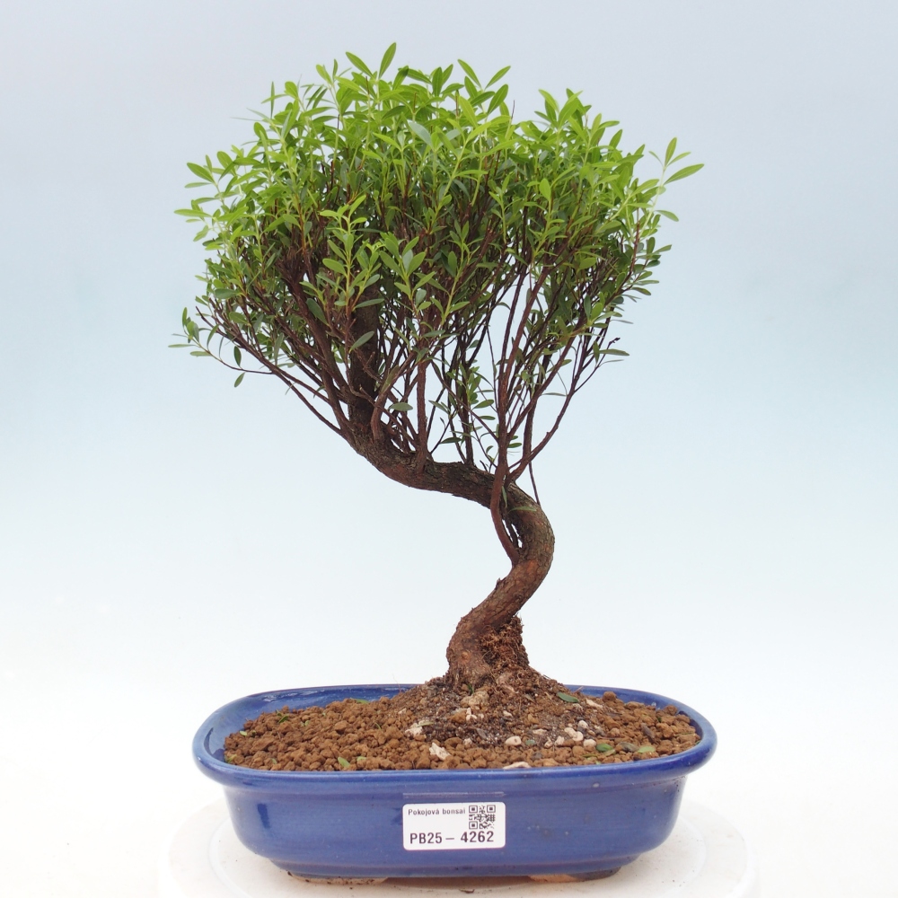 Pokojová bonsai - Syzygium - Pimentovník