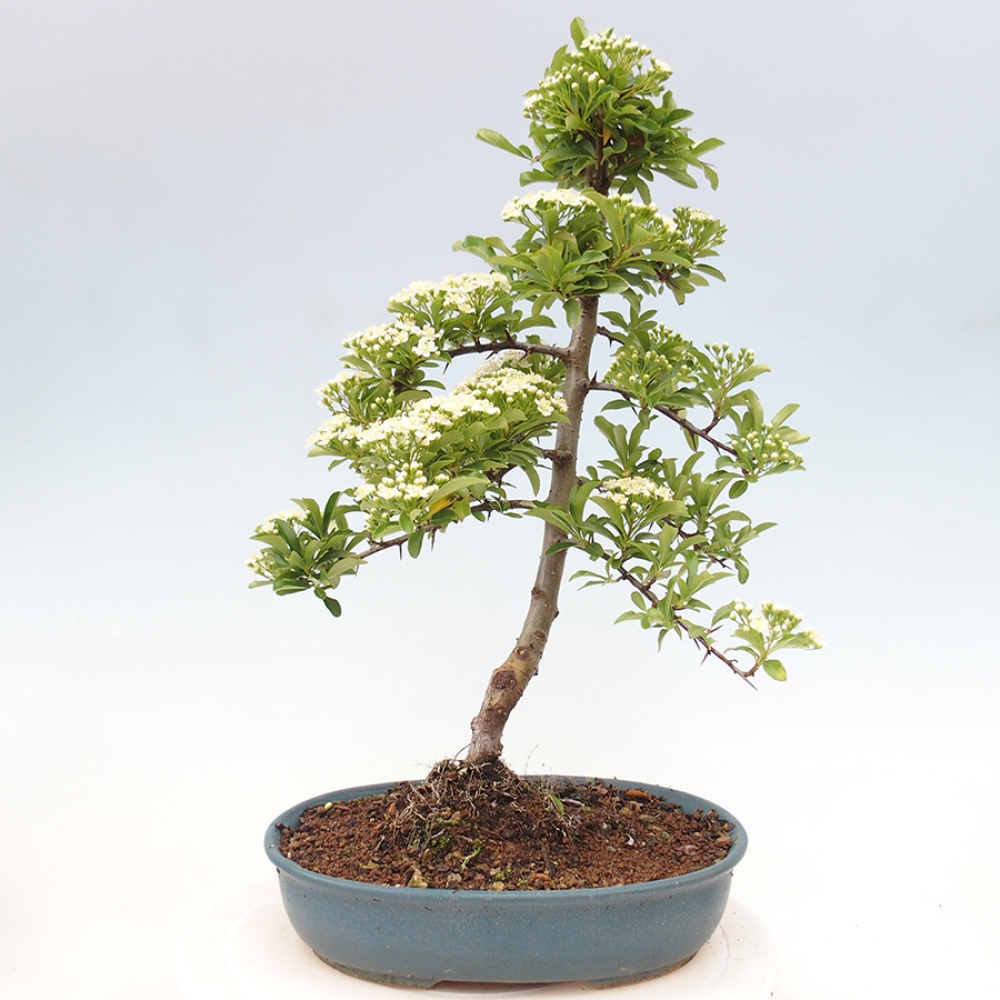 Venkovní bonsai-Pyracanta Teton -Hlohyně