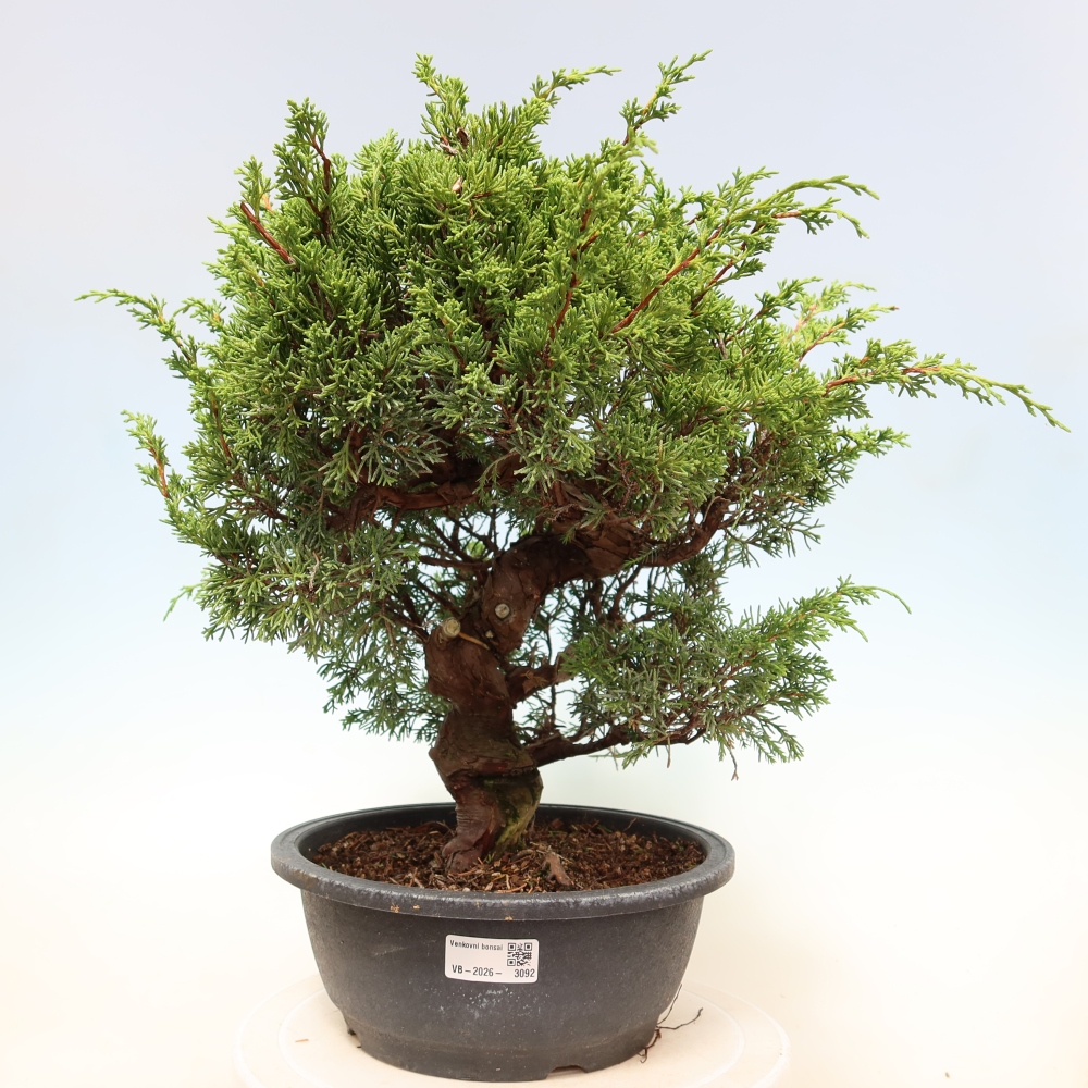 Venkovní bonsai - Juniperus chinensis Itoigawa-Jalovec čínský