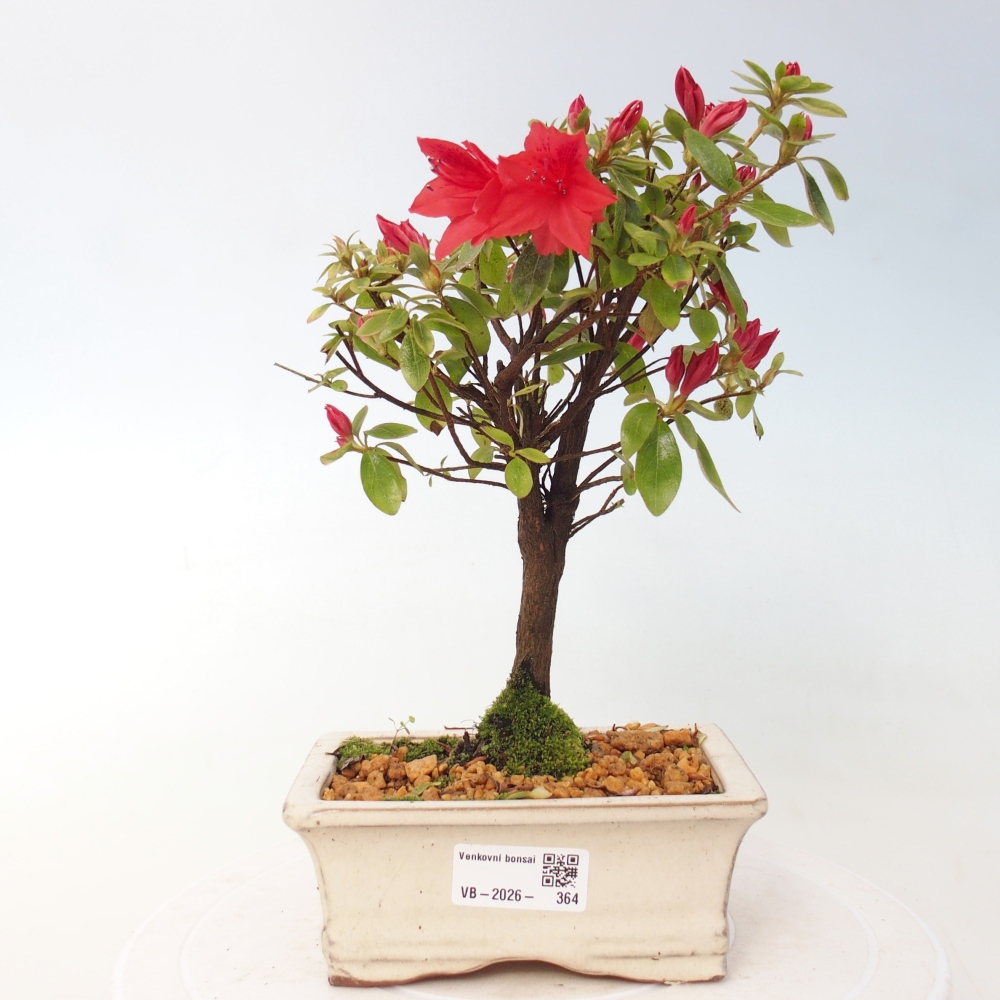 Venkovní bonsai - Japonská azalka - Azalea sp.