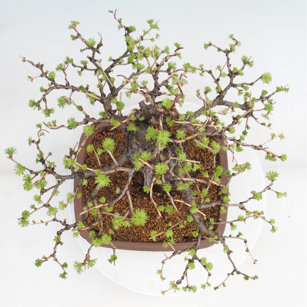 Venkovní bonsai -Larix decidua - Modřín opadavý 