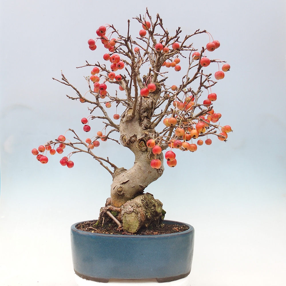 Venkovní bonsai -Malus halliana - Maloplodá jabloň