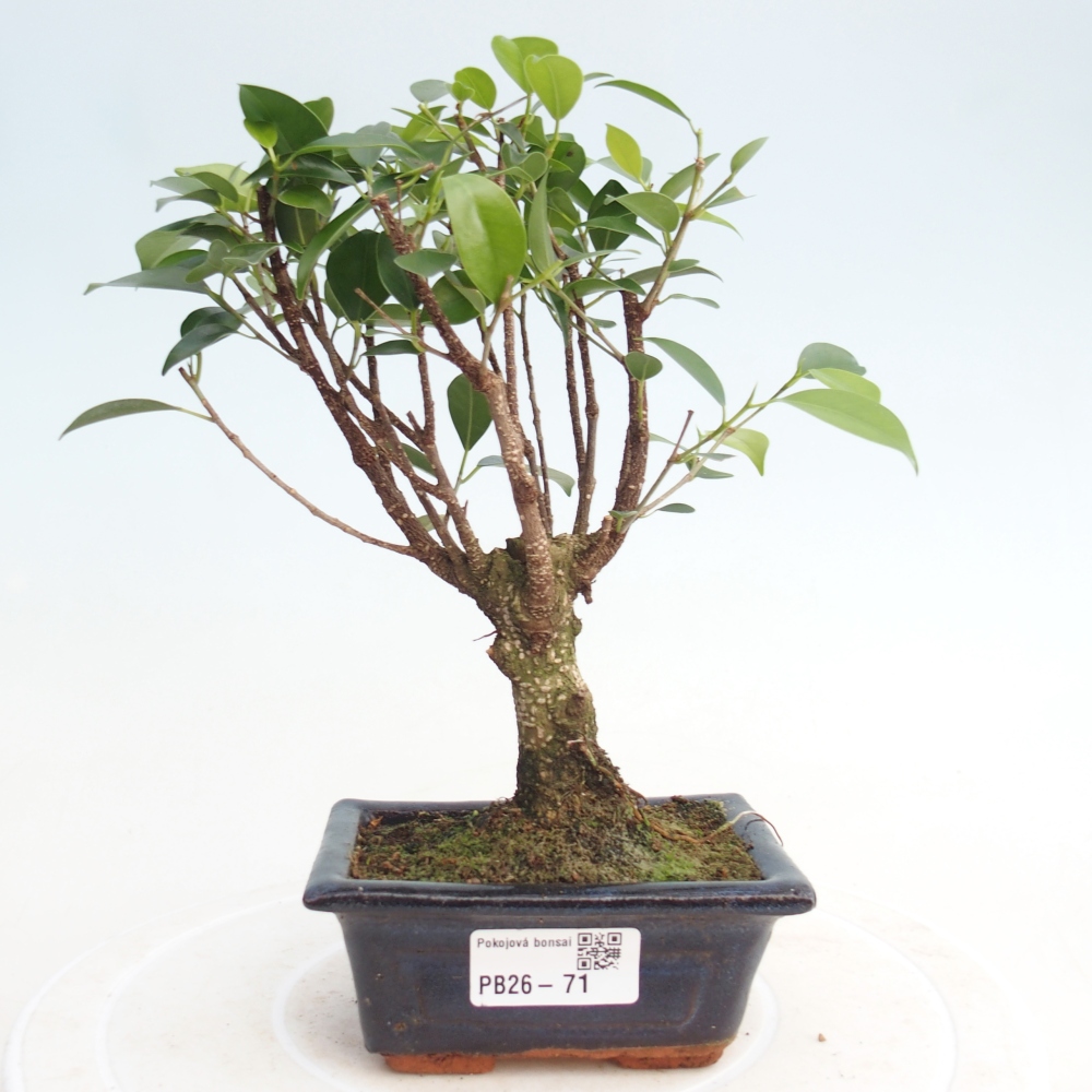 Pokojová bonsai Ficus retusa kimmen