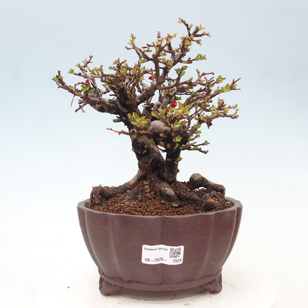 Venkovní  bonsai -  Chaneomeles speciosa - Kdoulovec ozdobný