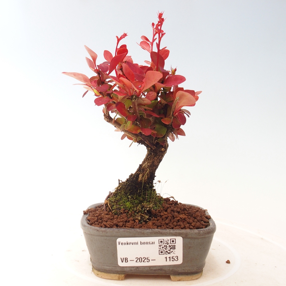 Venkovní bonsai - Berberis thunbergii Kobold - Dřištál Thunbergův