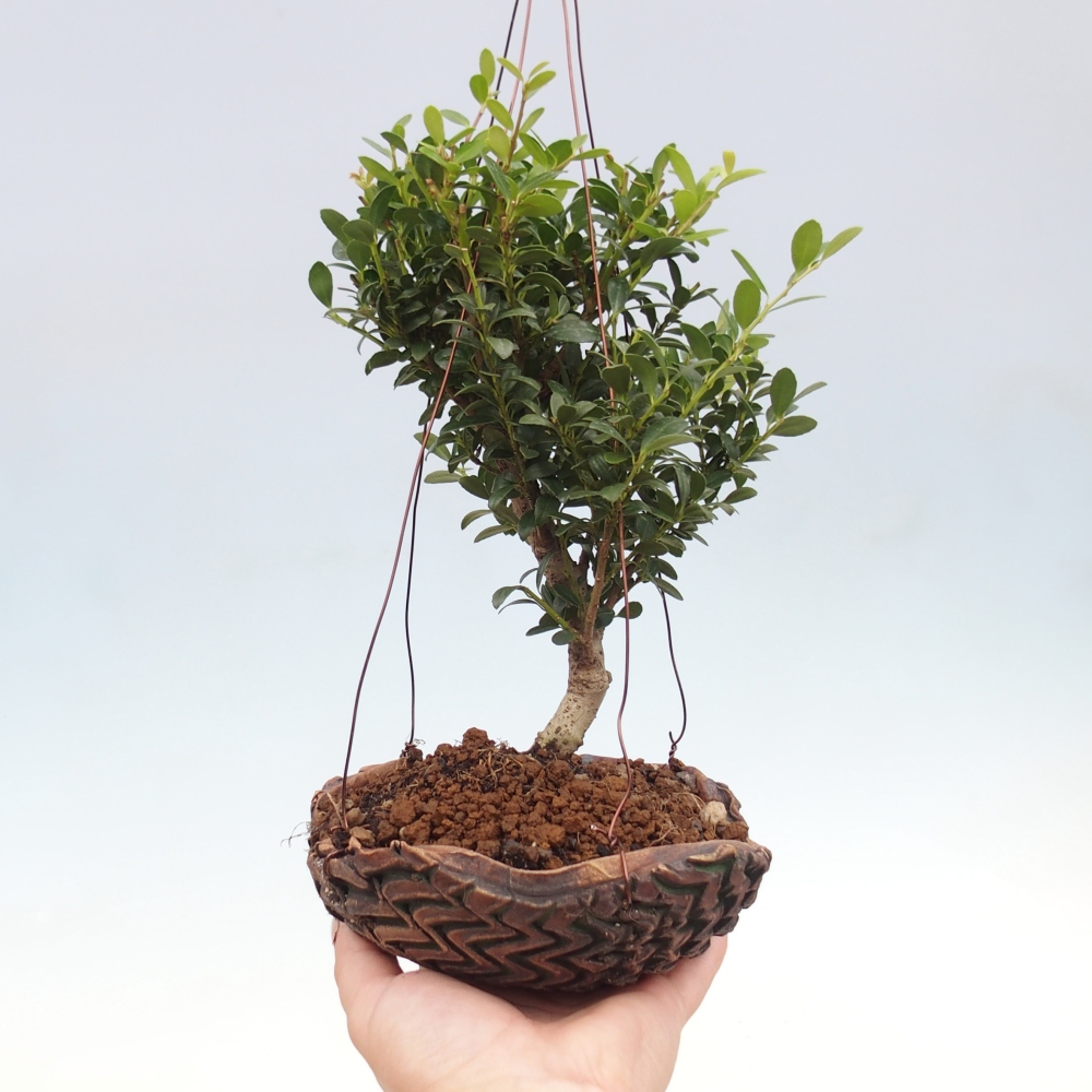 Kokedama v keramice - Ilex crenata - Cesmína