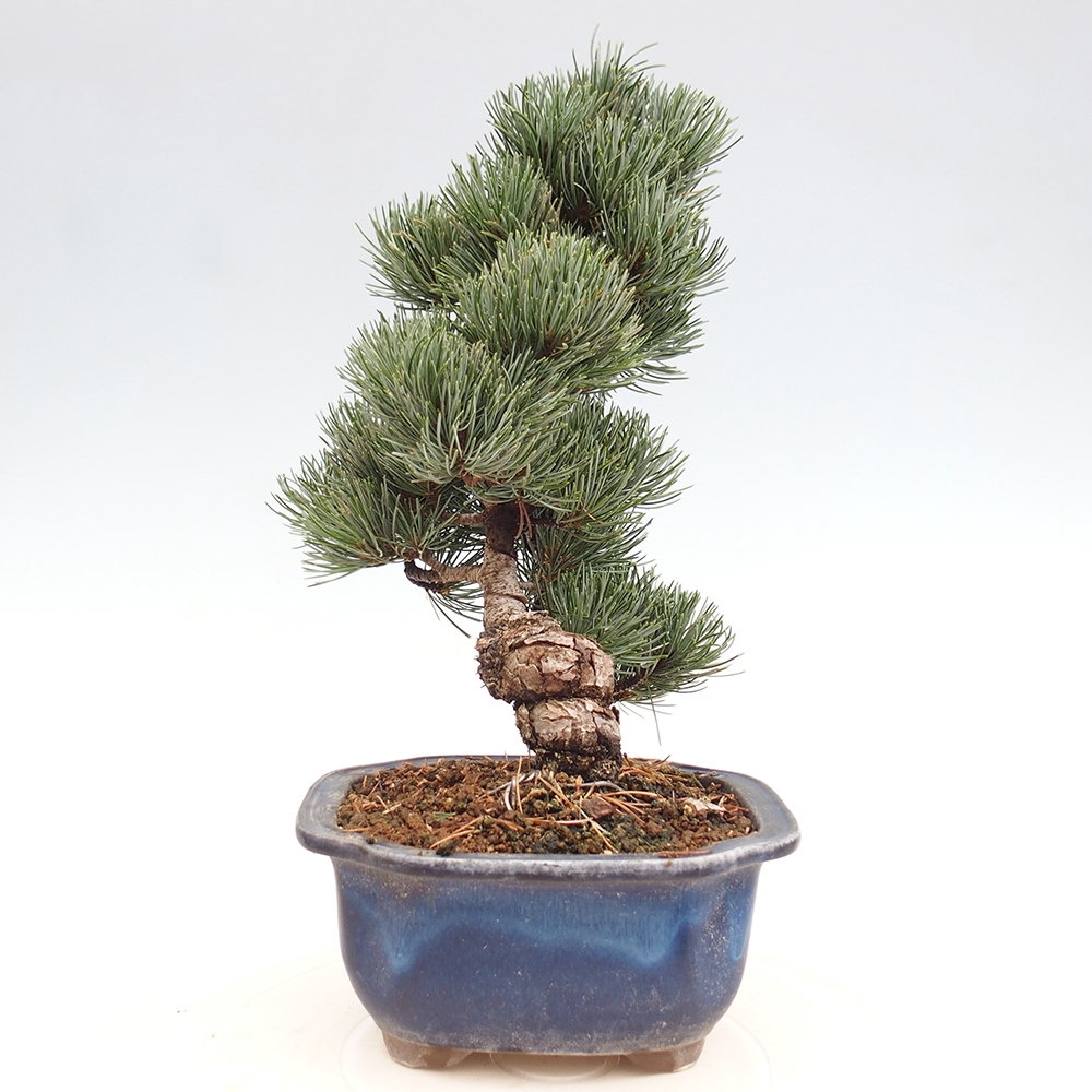 Venkovní bonsai - Pinus parviflora - Borovice drobnokvětá