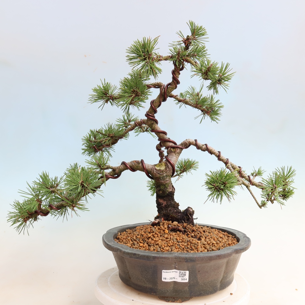 Venkovní bonsai - Pinus mugo Humpy  - Borovice kleč