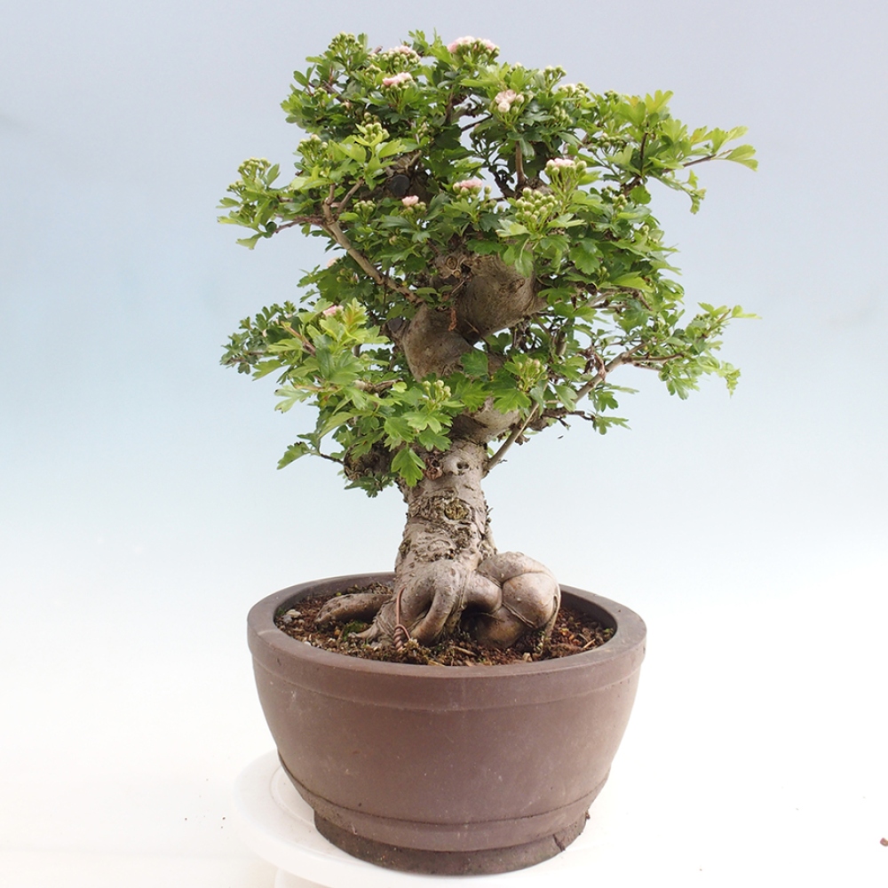Venkovní bonsai - Hloh  - Crataegus laevigata Paula