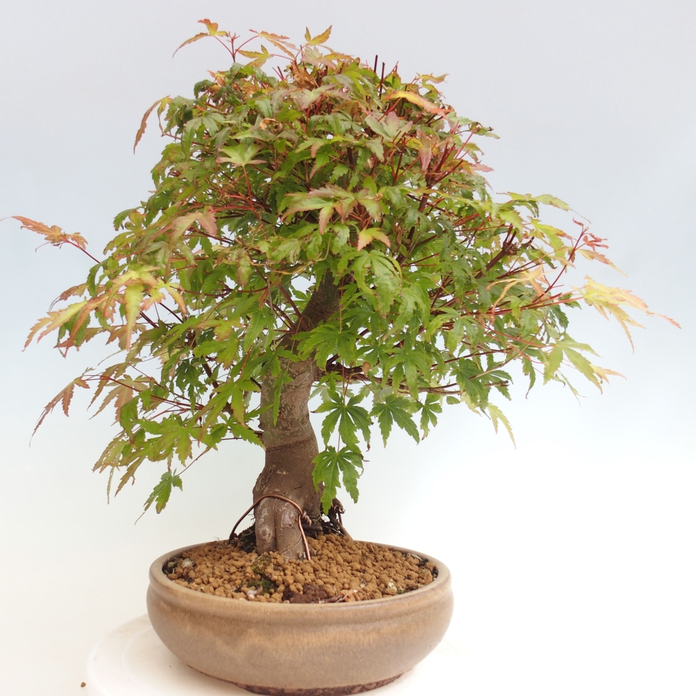 Venkovní bonsai - Javor dlanitolistý - Acer palmatum