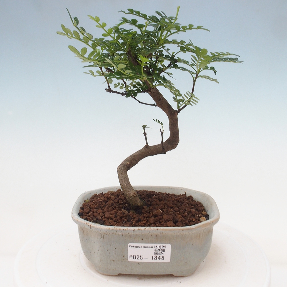 Pokojová bonsai - Zantoxylum piperitum - pepřovník