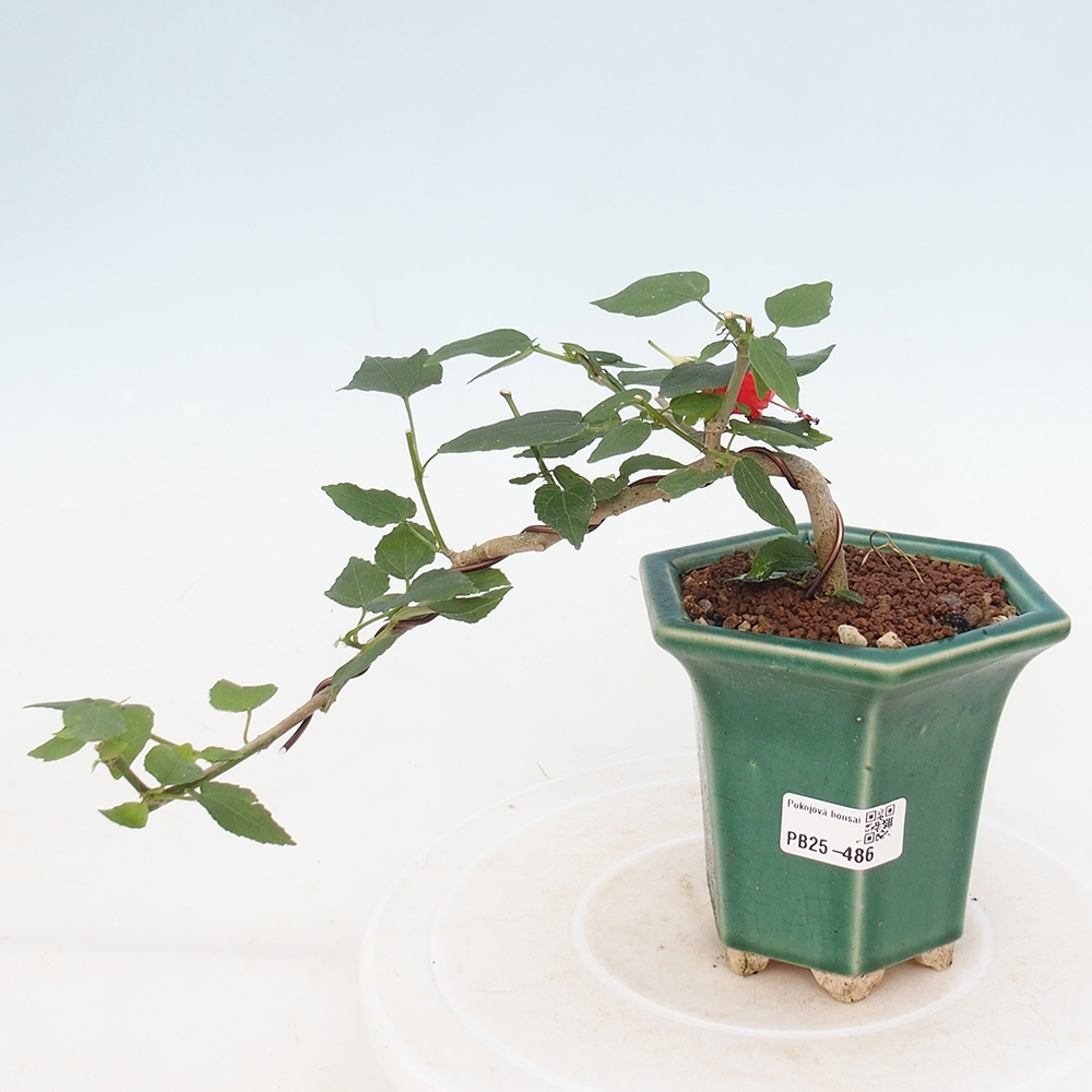 Pokojová bonsai - Malvaviscus arboreus - ibiškovec dřevnatý