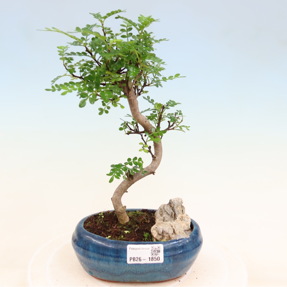 Pokojová bonsai - Zantoxylum piperitum - Pepřovník
