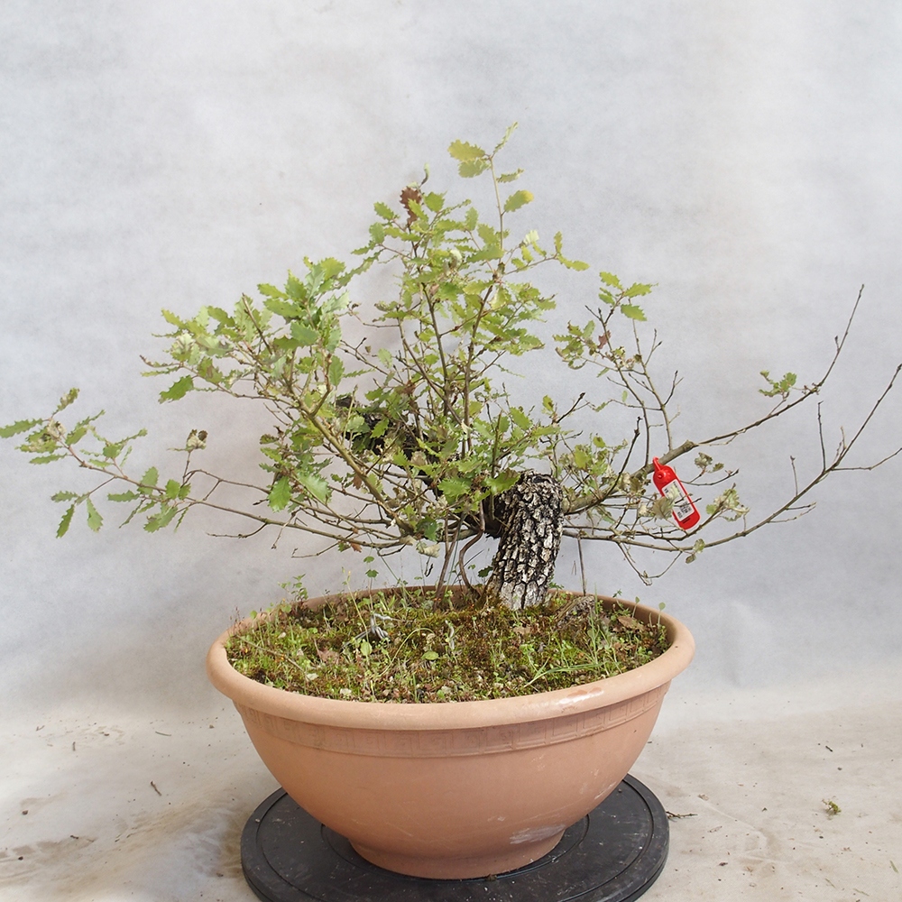 Venkovní bonsai Quercus Cerris - Dub Cer