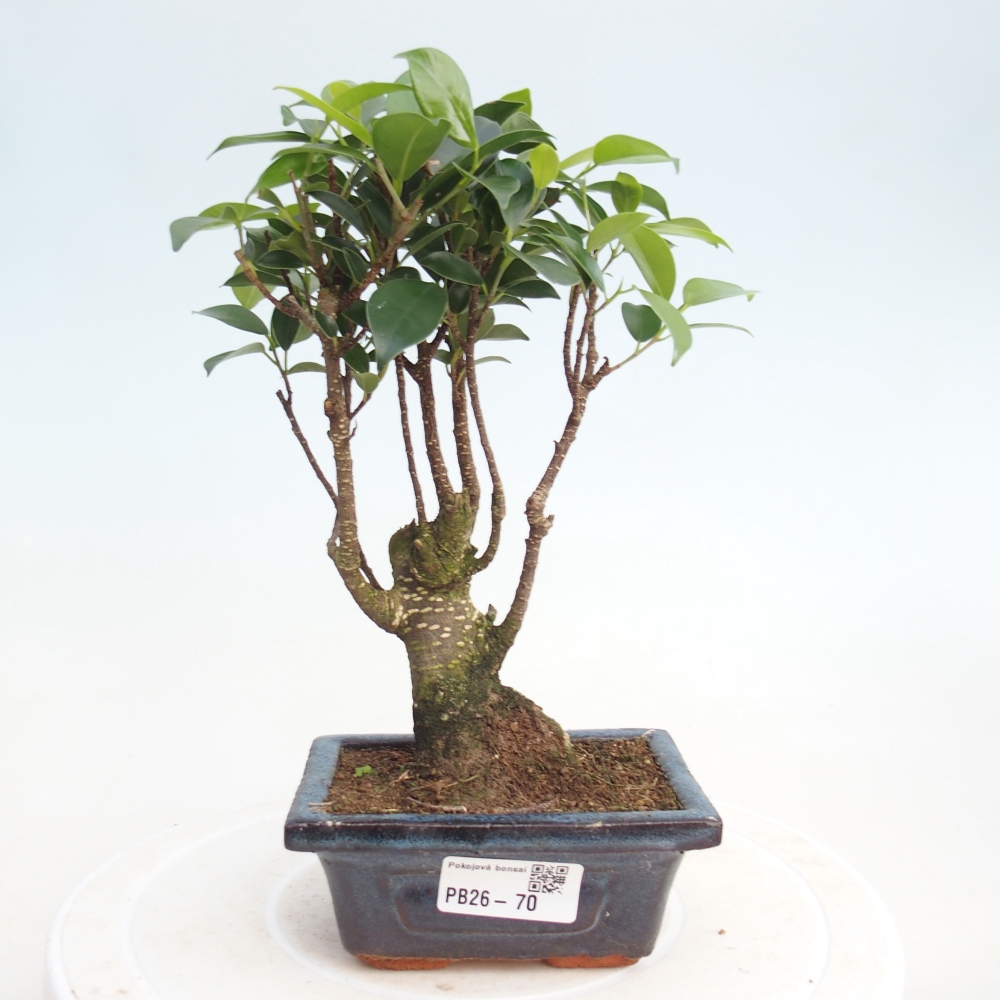 Pokojová bonsai Ficus retusa kimmen