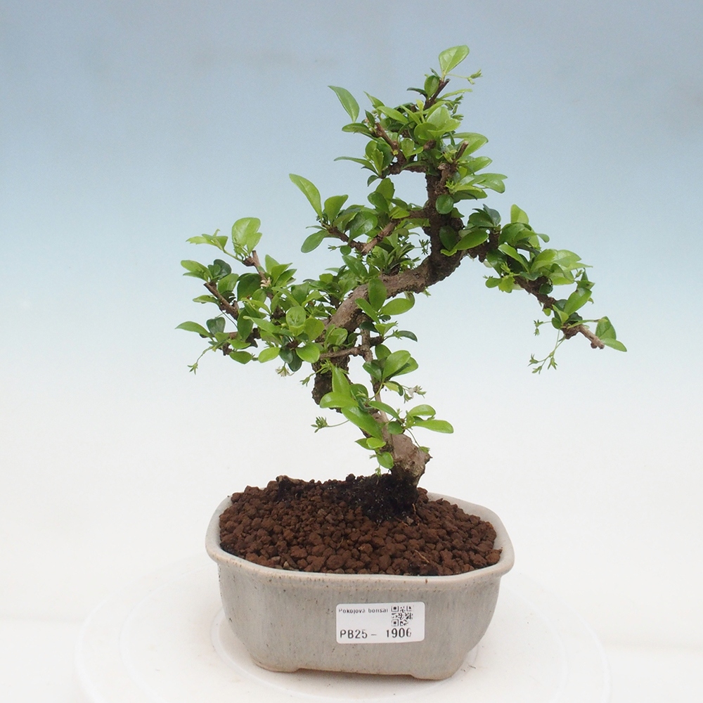 Pokojová bonsai - Carmona macrophylla - Čaj fuki