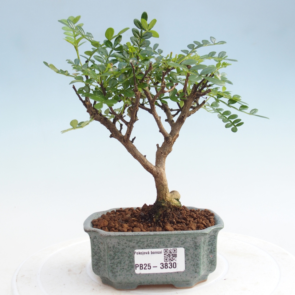 Pokojová bonsai - Zantoxylum piperitum - Pepřovník PB220935