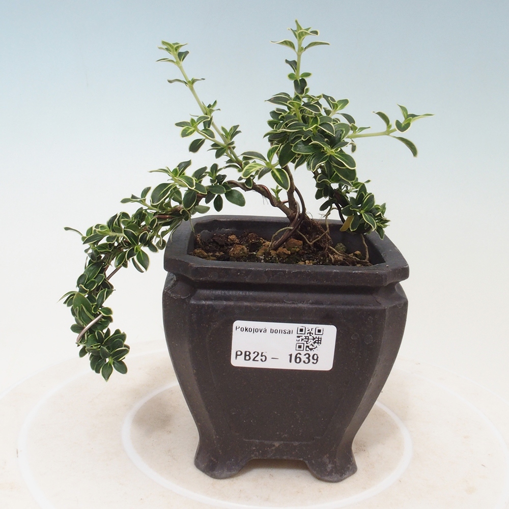 Pokojová bonsai - Serissa foetida Variegata - Strom tisíce hvězd