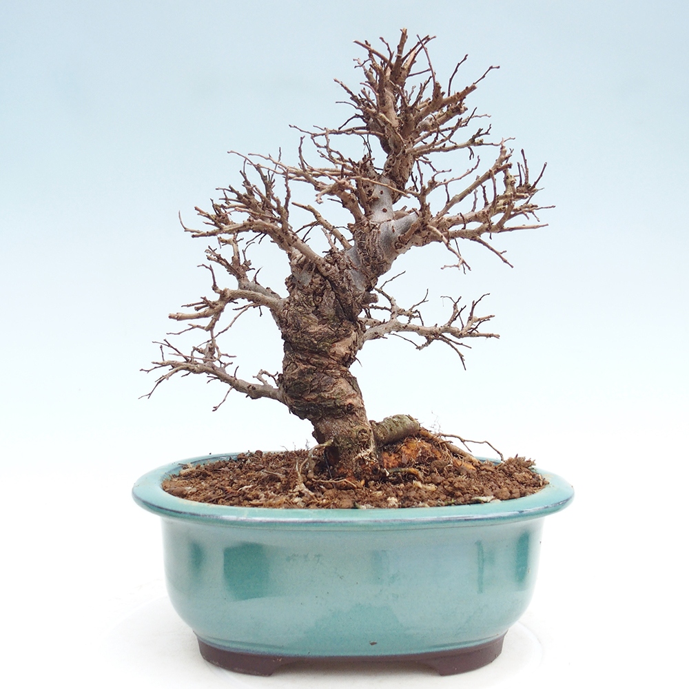 Venkovní bonsai - Zelkova - Zelkova NIRE