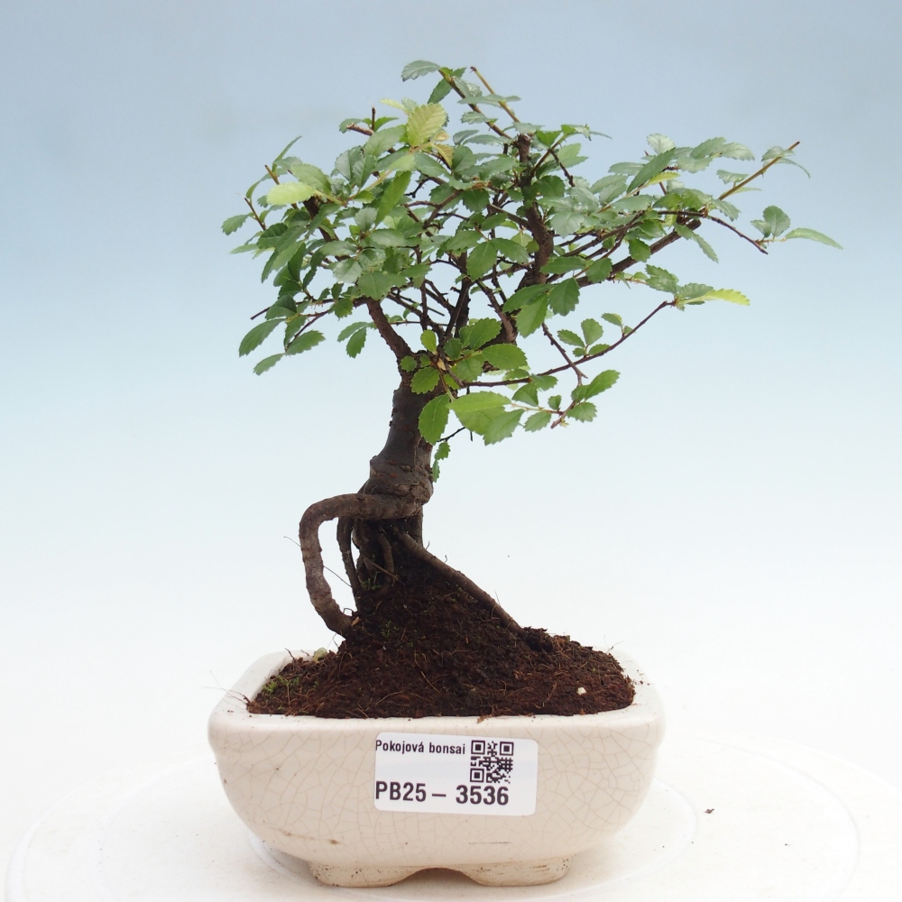 Pokojová bonsai - Ulmus parvifolia - Malolistý jilm