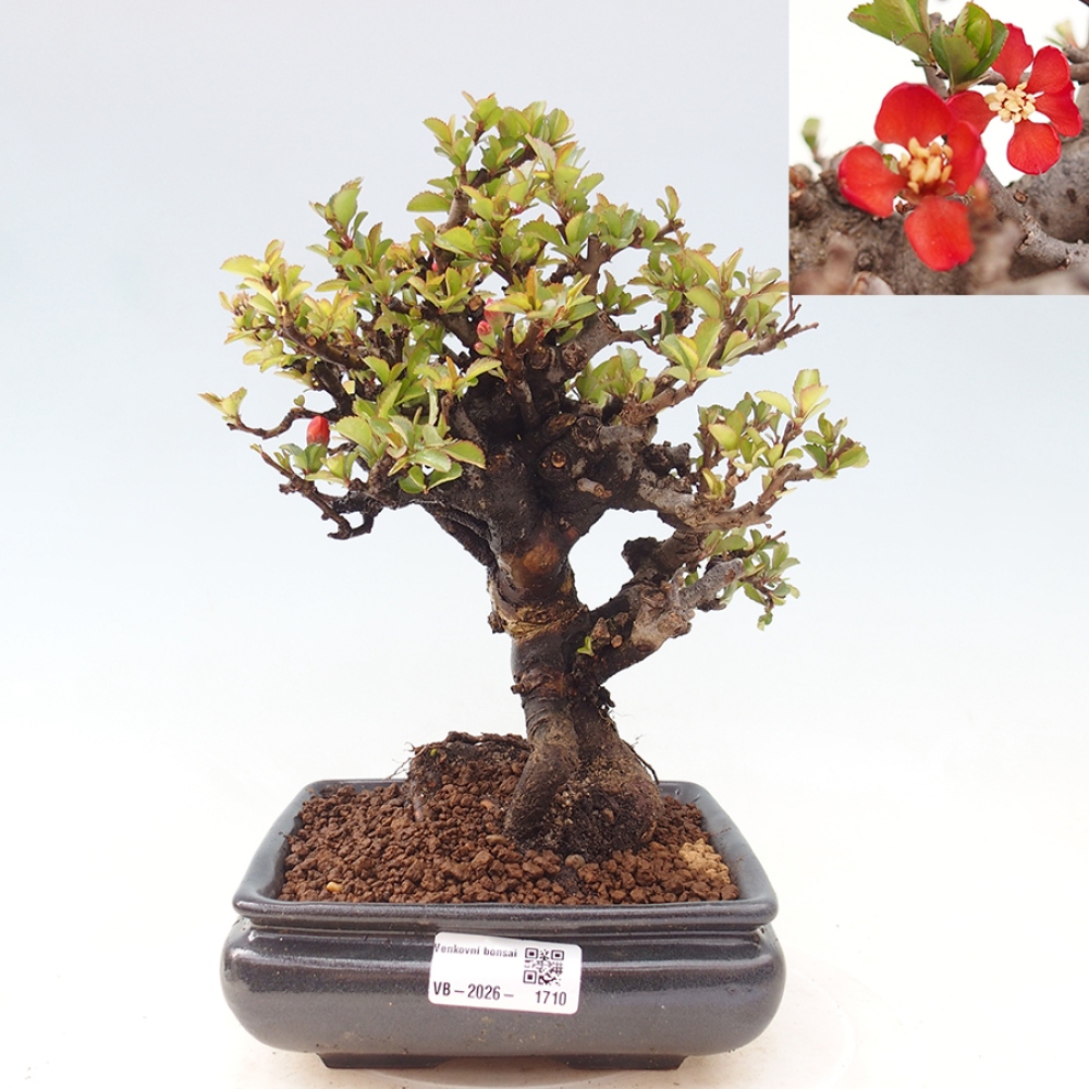 Venkovní  bonsai -  Chaneomeles speciosa - Kdoulovec ozdobný