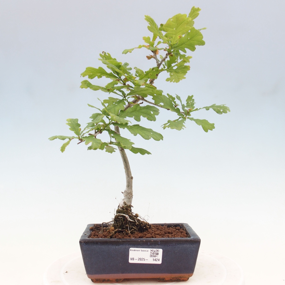 Venkovní bonsai - Quercus robur - Dub letní