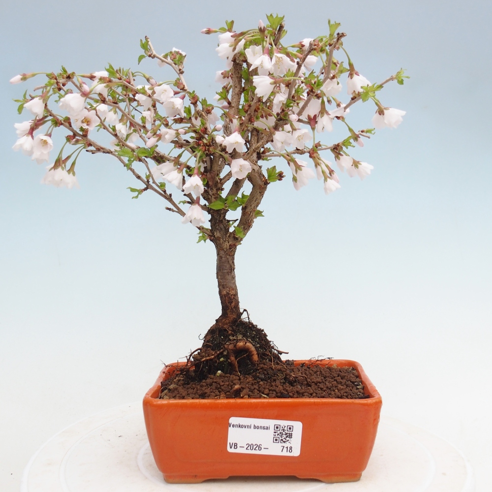 Venkovní bonsai - Prunus incisa Kojou-no mai-Slivoň vyříznutá
