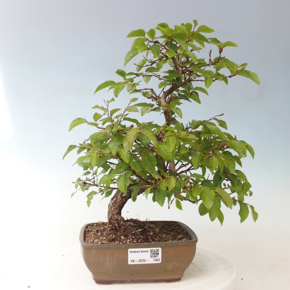 Venkovní bonsai -Carpinus CARPINOIDES - Habr korejský