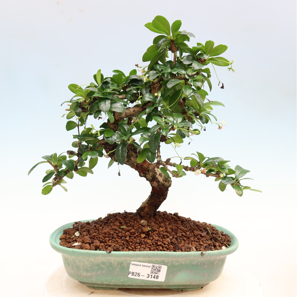 Pokojová bonsai - Carmona macrophylla - Čaj fuki