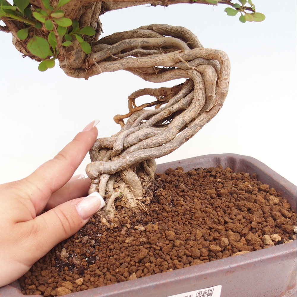 Venkovní bonsai - Berberis coreana - Dřištál korejský