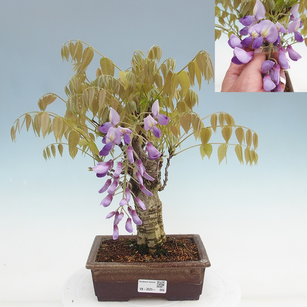Venkovní bonsai - Vistarie květnatá - Wisteria floribunda