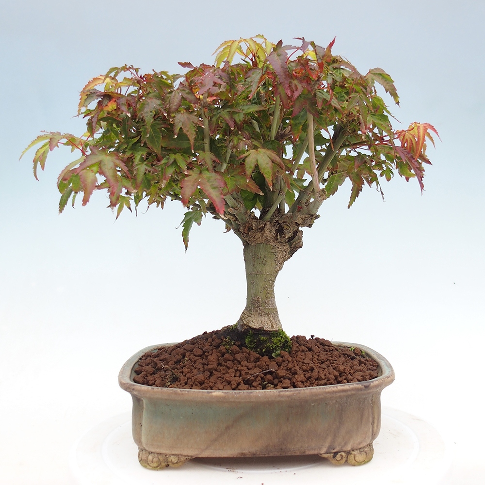 Acer palmatum KIOHIME - Javor dlanitolistý