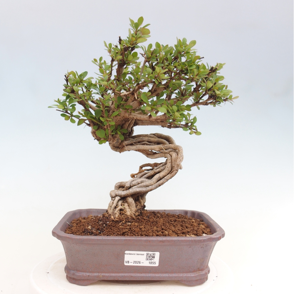 Venkovní bonsai - Berberis coreana - Dřištál korejský