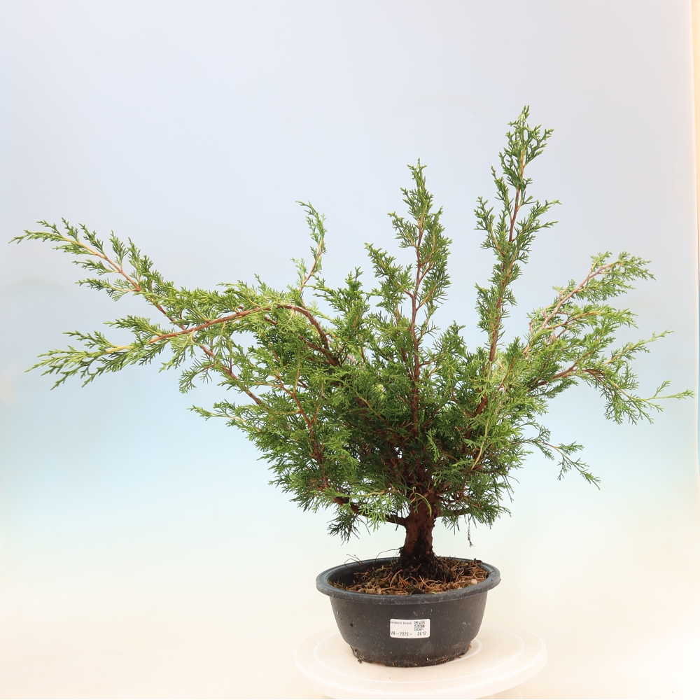 Venkovní bonsai - Juniperus chinensis Itoigawa -Jalovec čínský