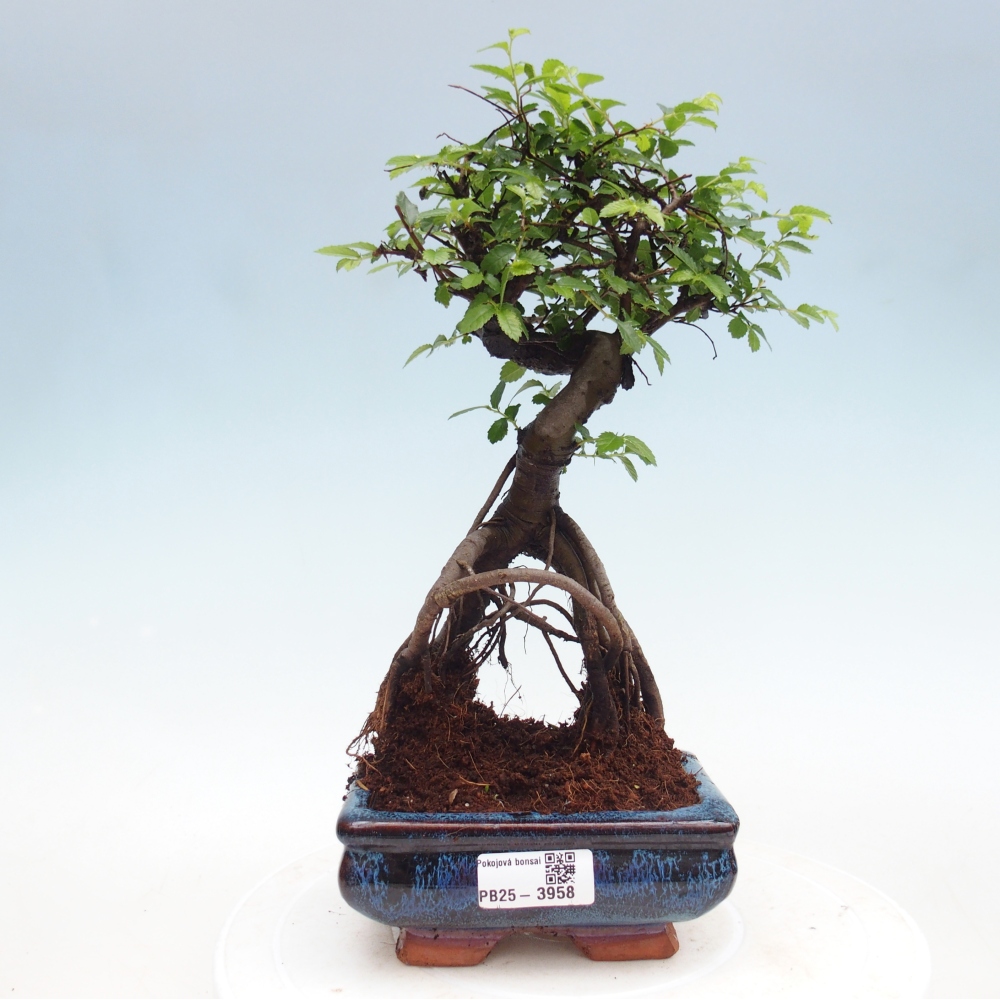 Pokojová bonsai - Ulmus parvifolia - Malolistý jilm