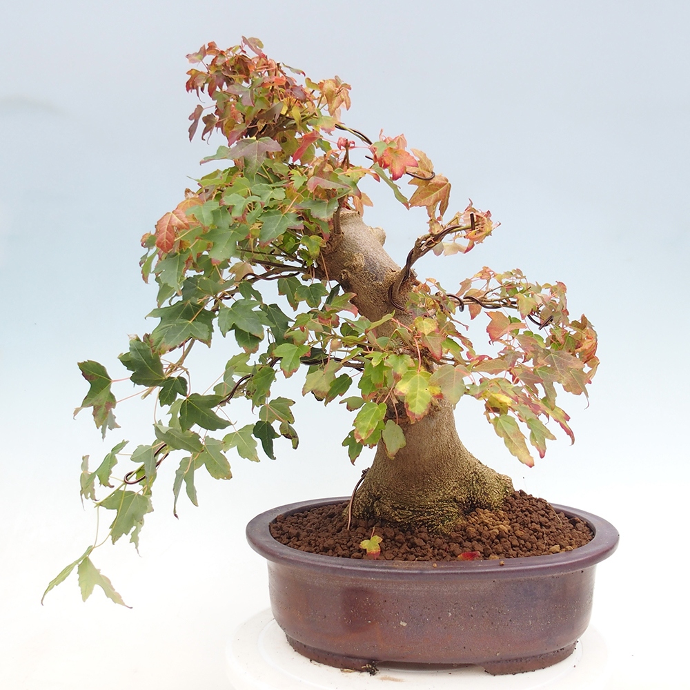 Venkovní bonsai - Acer Buergerianum - Javor Burgerův
