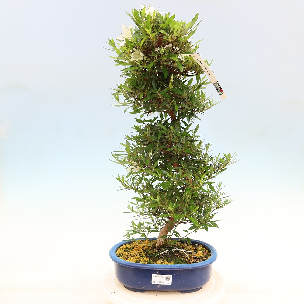 Venkovní bonsai - Japonská azalka - Azalea Hakurin