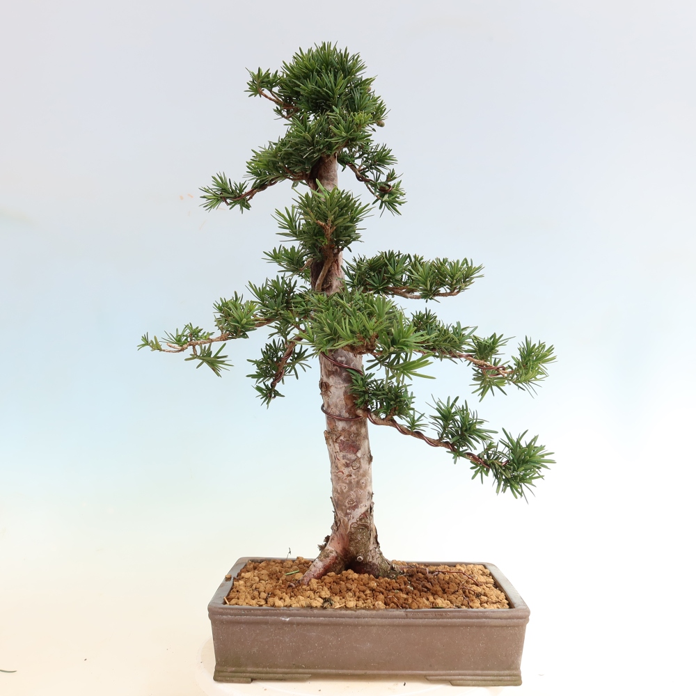 Venkovní bonsai - Taxus cuspidata  - Tis japonský