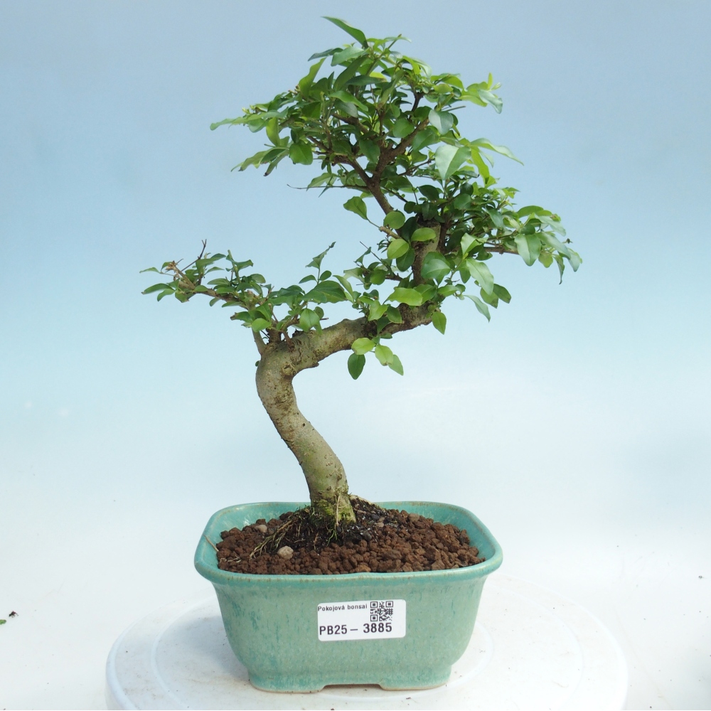 Pokojová bonsai -Ligustrum chinensis - Ptačí zob
