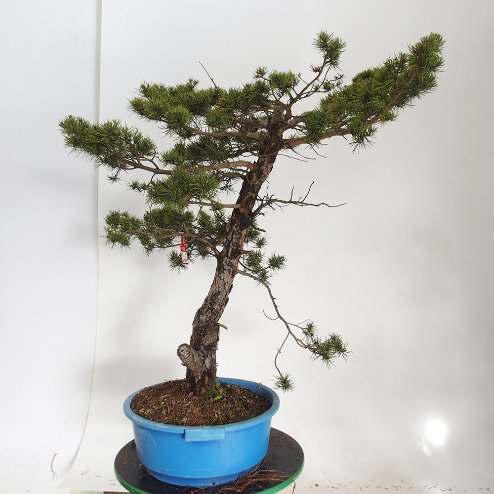 Yamadori - Pinus sylvestris Španělsko