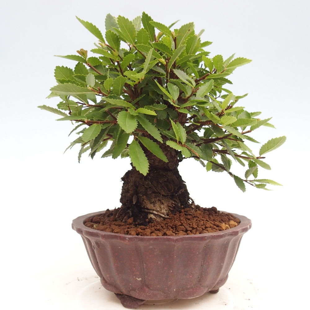 Venkovní bonsai - Zelkova - Zelkova NIRE