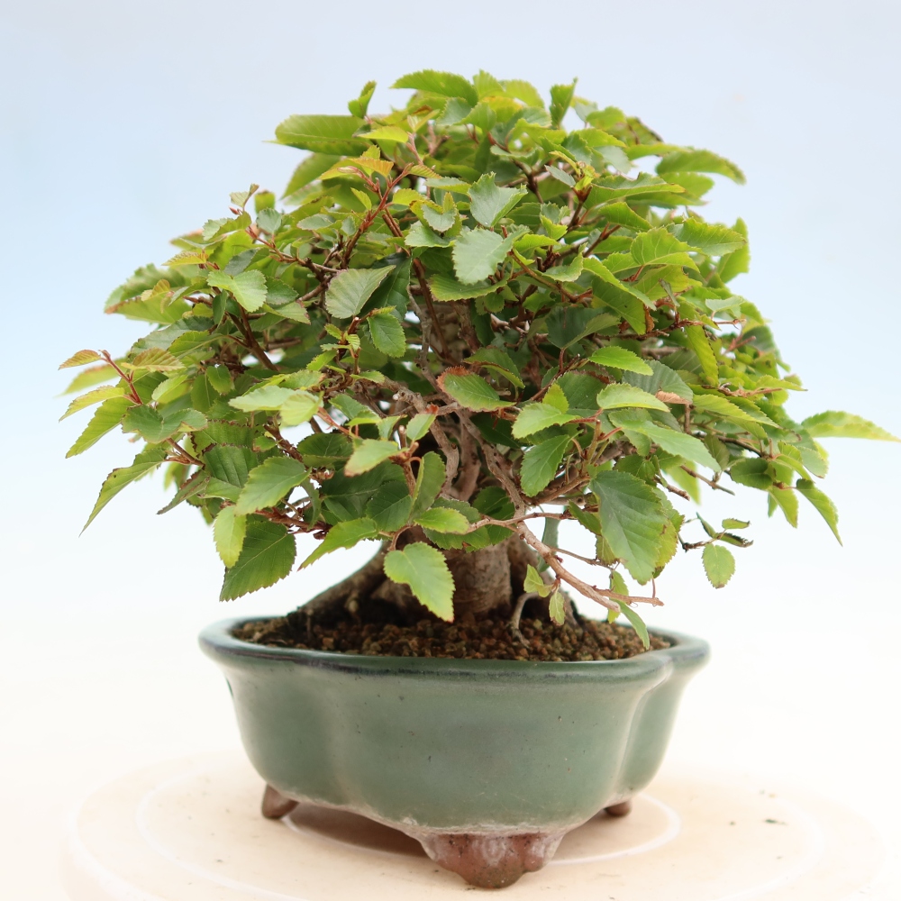 Venkovní bonsai -Carpinus Coreana - Habr korejský
