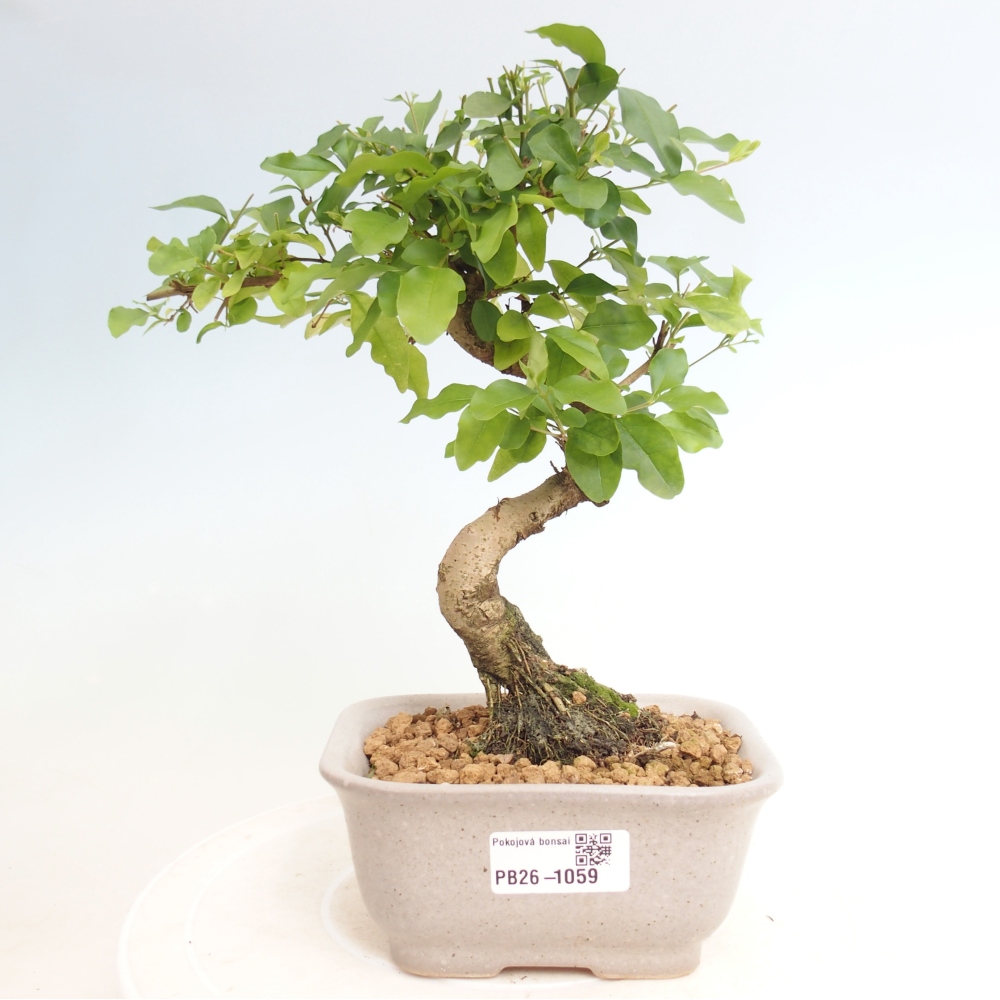 Pokojová bonsai -Ligustrum chinensis - Ptačí zob