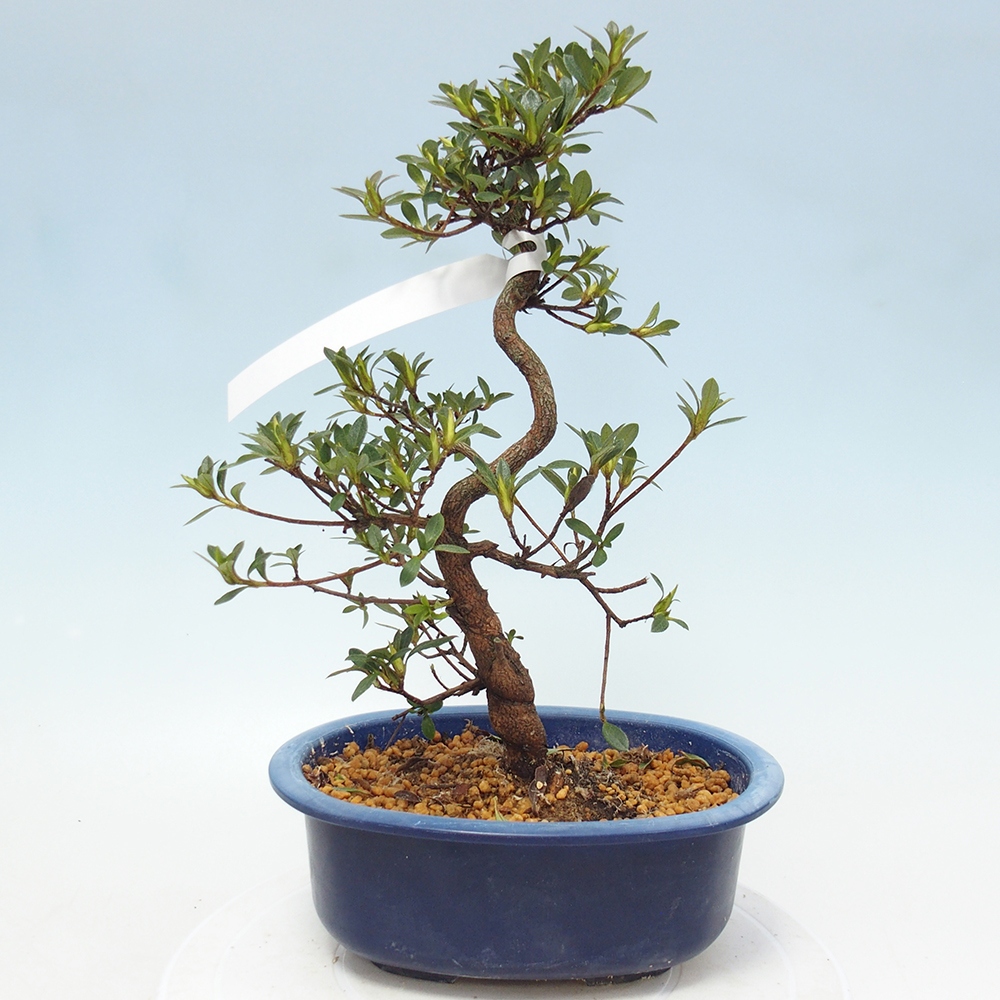 Venkovní bonsai - Japonská azalka - Azalea Ruka