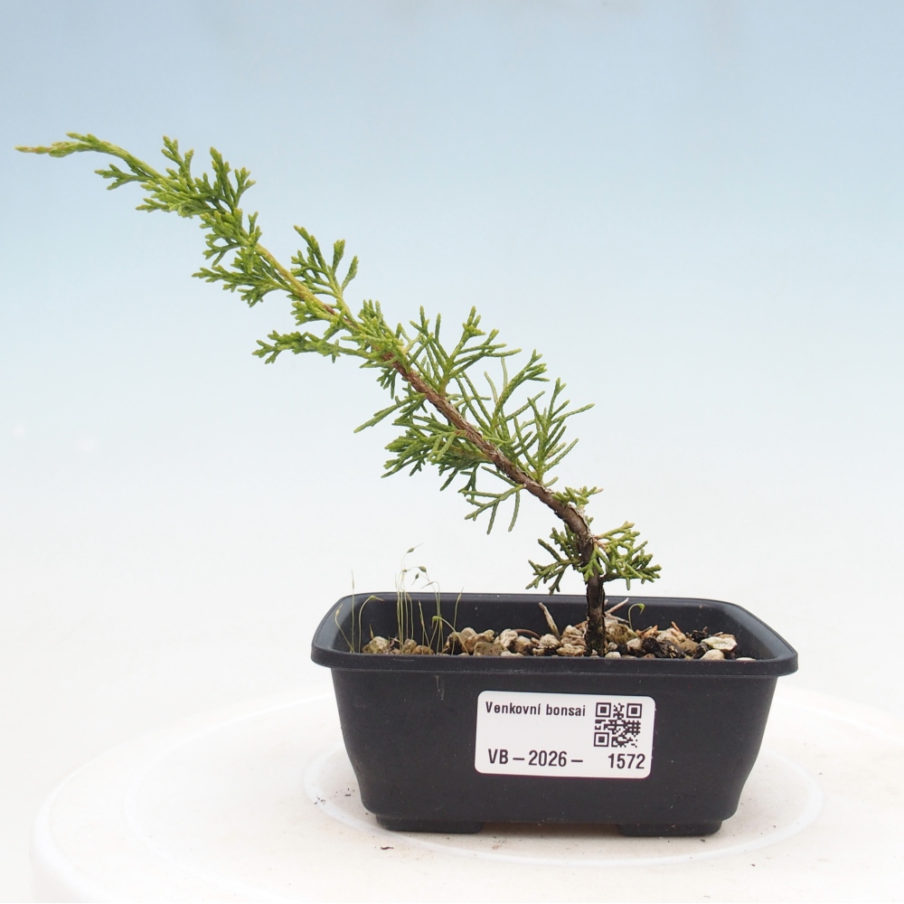 Venkovní bonsai - Juniperus chinensis Itoigawa -Jalovec čínský